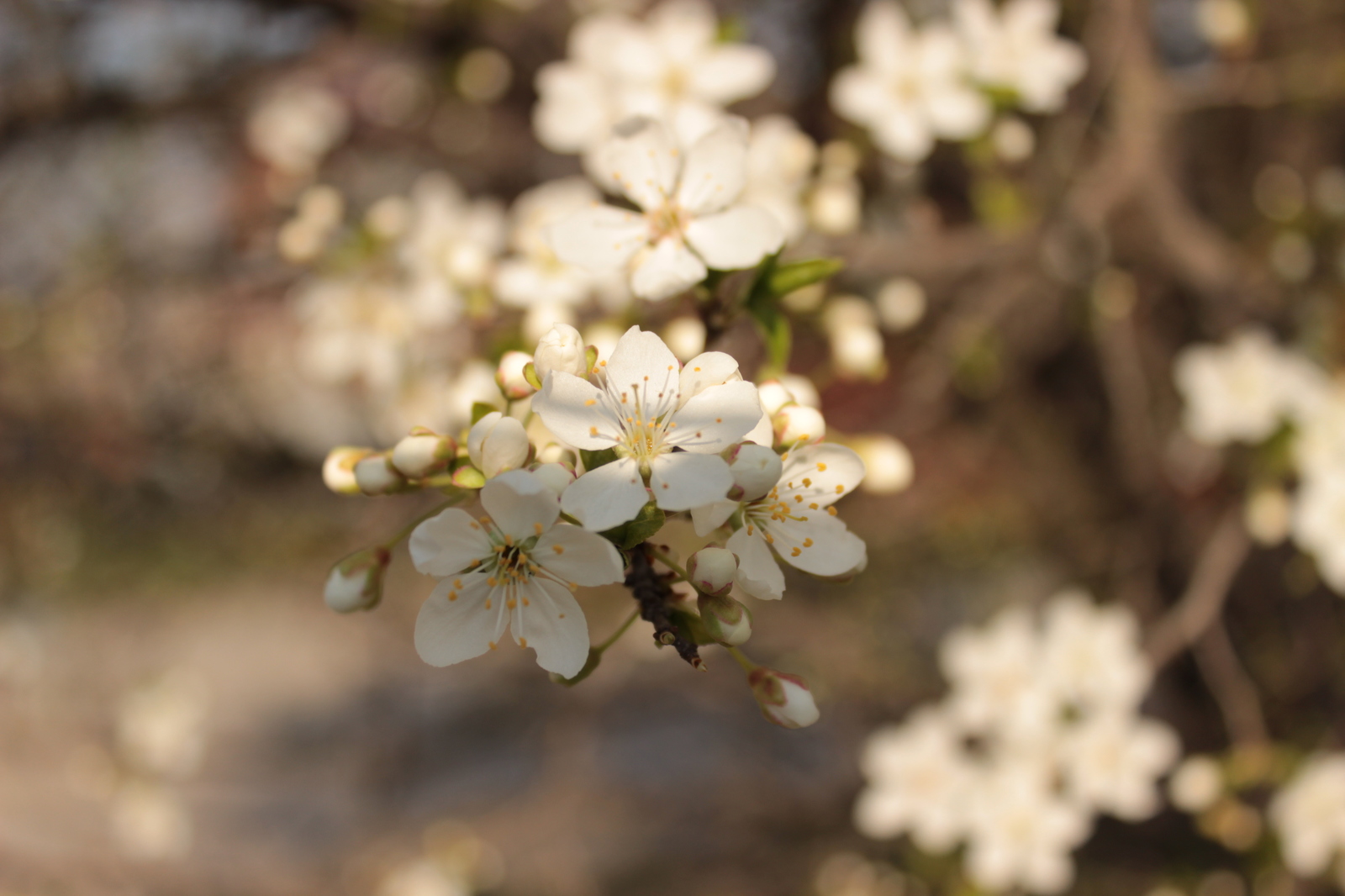 Spring - Spring, Tree, Flowers, My, Beginning photographer, Longpost