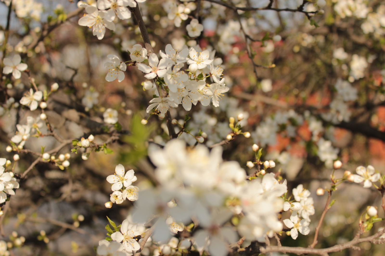 Spring - Spring, Tree, Flowers, My, Beginning photographer, Longpost