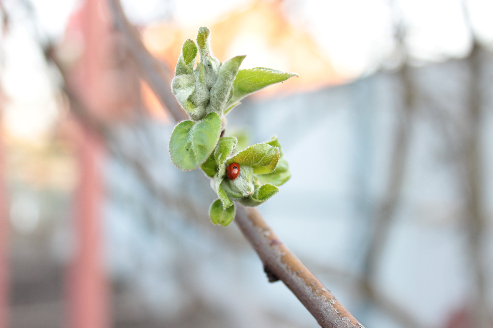 Spring - Spring, Tree, Flowers, My, Beginning photographer, Longpost