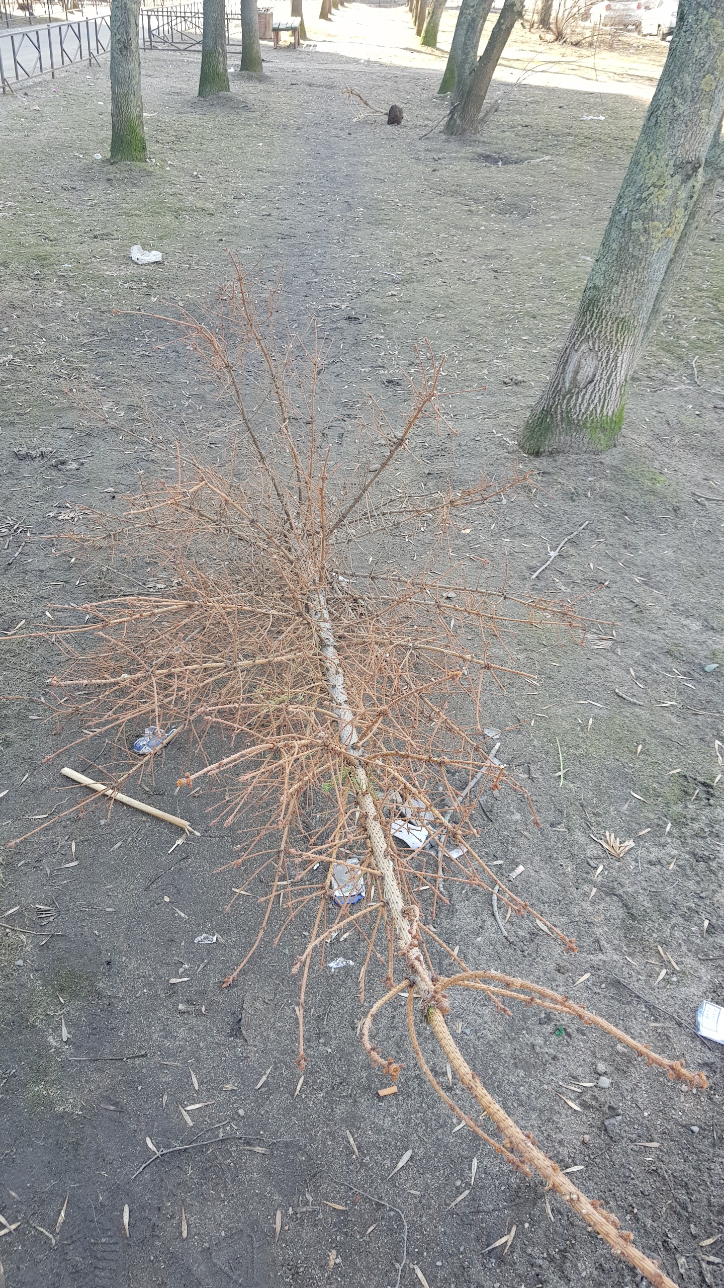 Weak, couldn't wait for summer - Threw away the tree, Zhdun, Christmas tree, Spring, Longpost