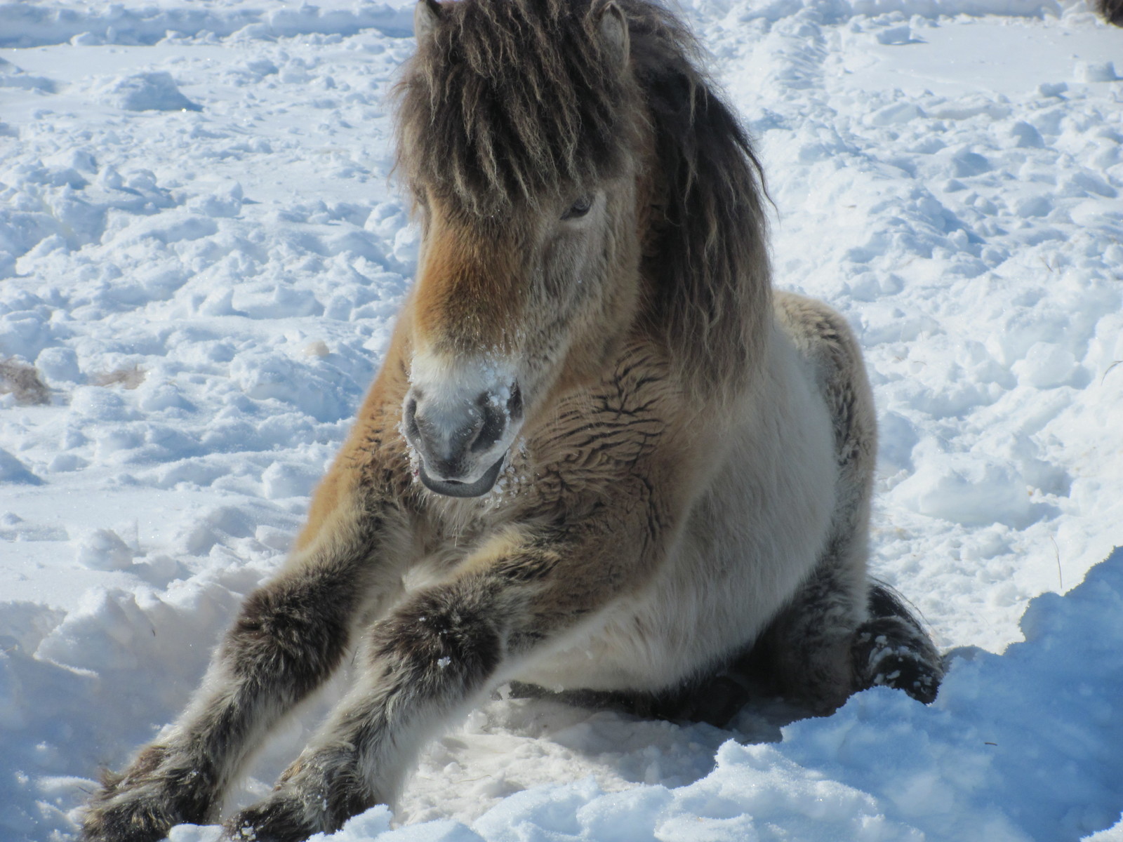 polar station. Our pets. (Part III) - My, Arctic, Polar explorers, Wintering, Far North, Northern Sea Route, Longpost, Video