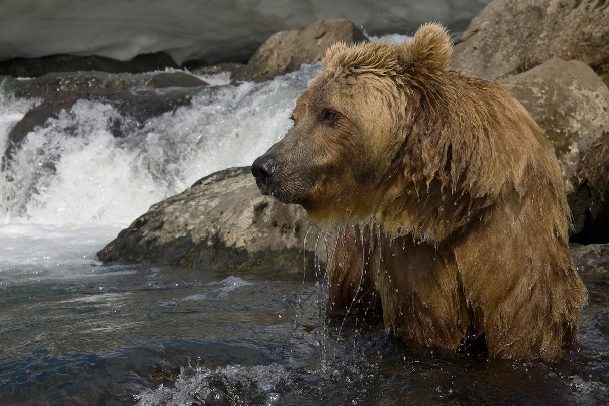 Incredible photos of brown bears in Kamchatka - The Bears, Brown bears, Kamchatka, The nature of Russia, Longpost