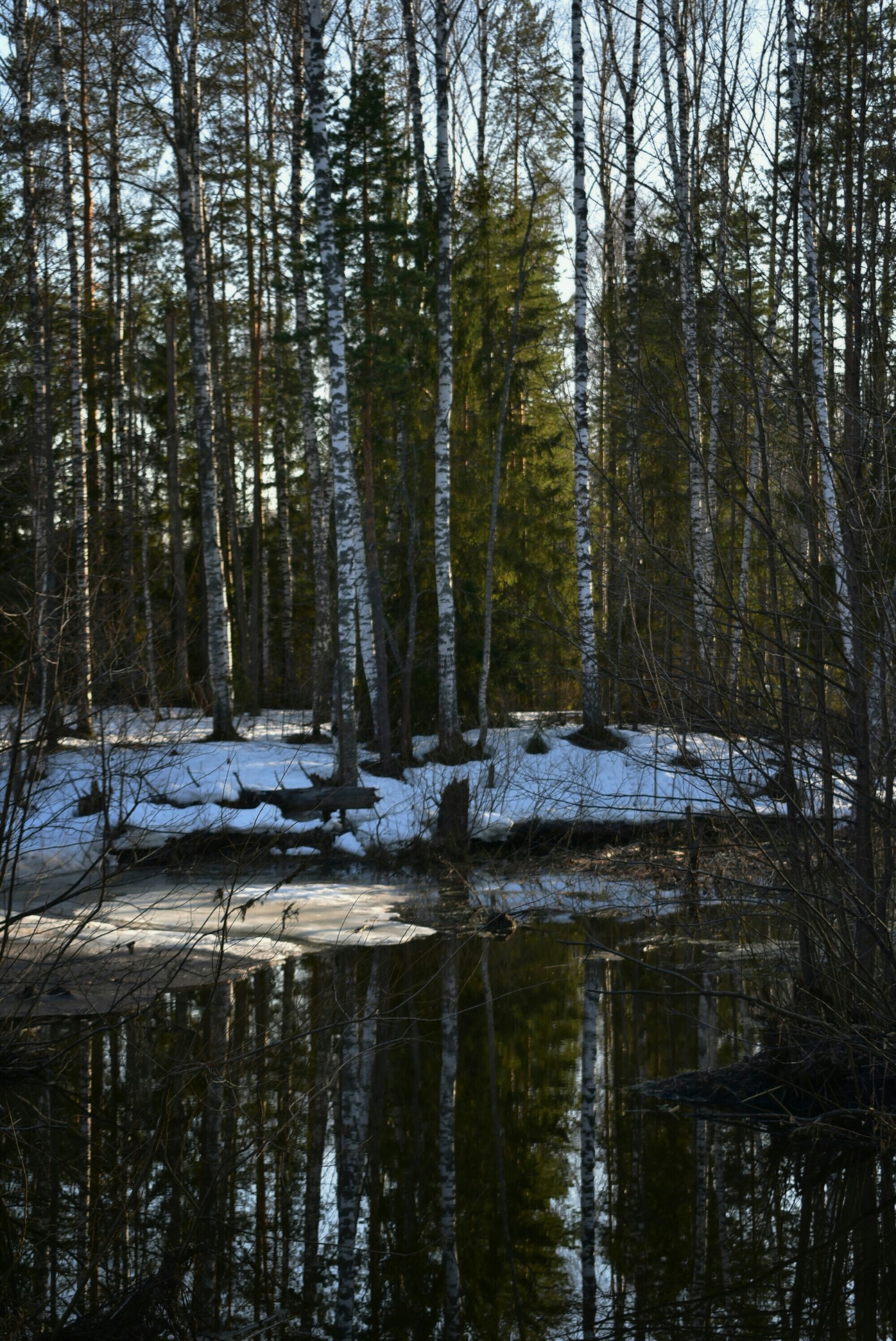 Spring forest - My, Forest, Spring, The sun, Nikon d3400, Beginning photographer, Longpost