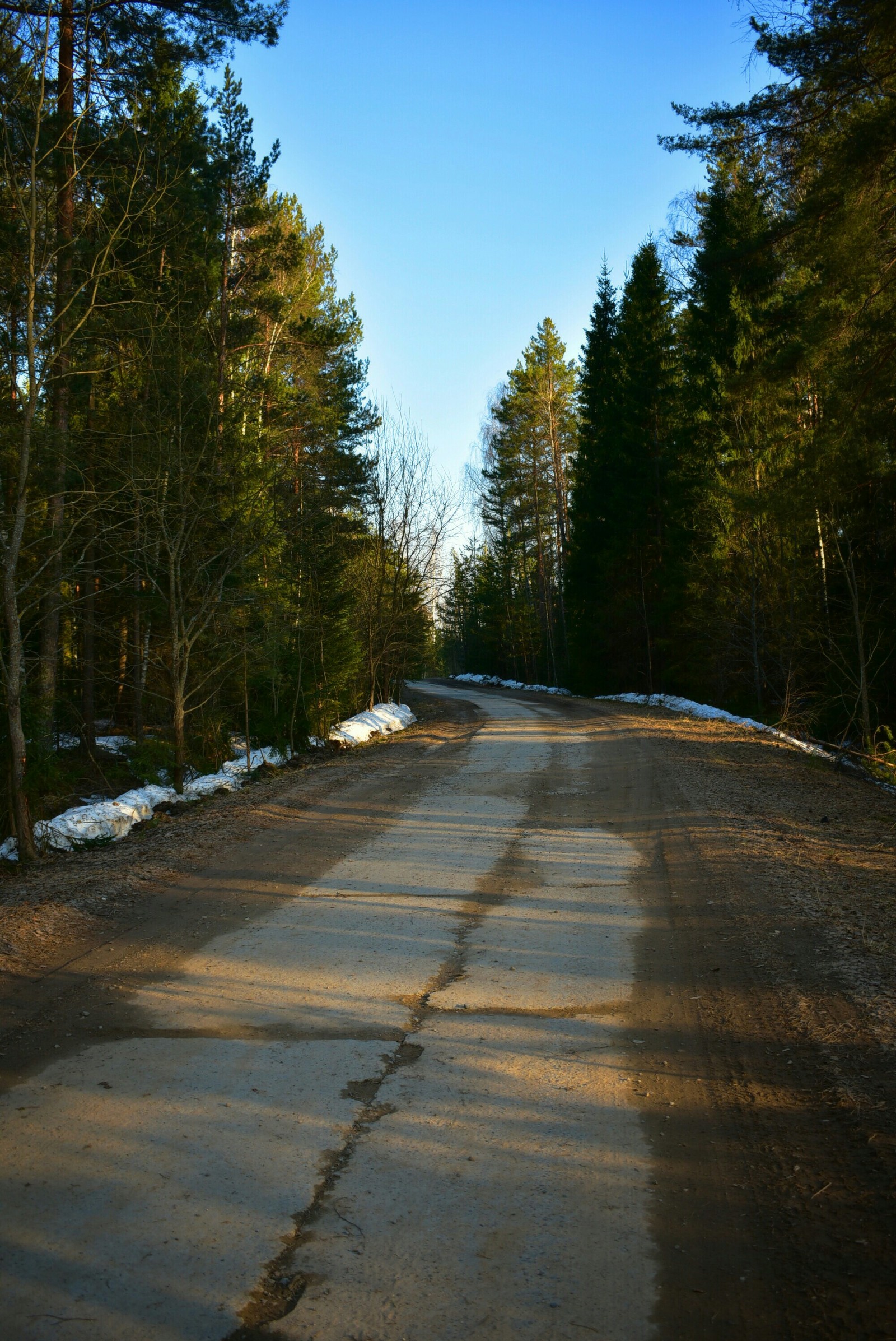 Spring forest - My, Forest, Spring, The sun, Nikon d3400, Beginning photographer, Longpost