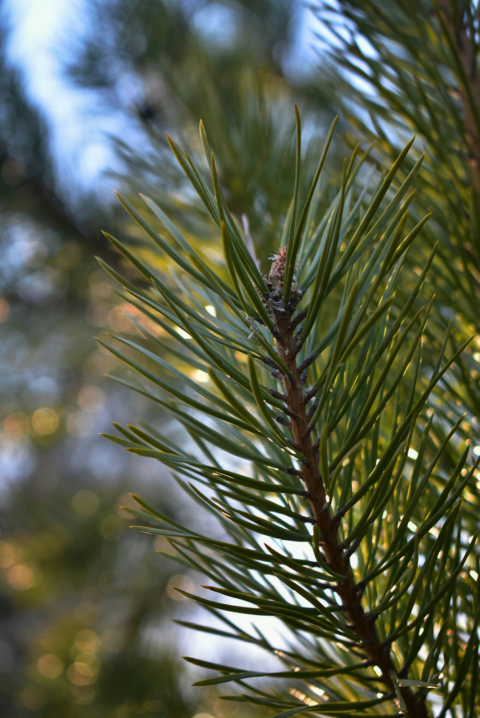 It's just that) I don't even know what to call it... Just trying to save the sun (Photos are almost completely out of focus) - My, Macro, Forest, The sun, Spring, Beginning photographer, Nikon d3400, Longpost, Macro photography