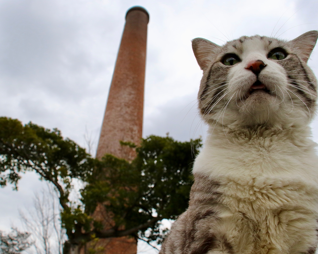 Nyankichi is a photogenic cat from Japan - cat, Animals, Pet, Longpost, Pets