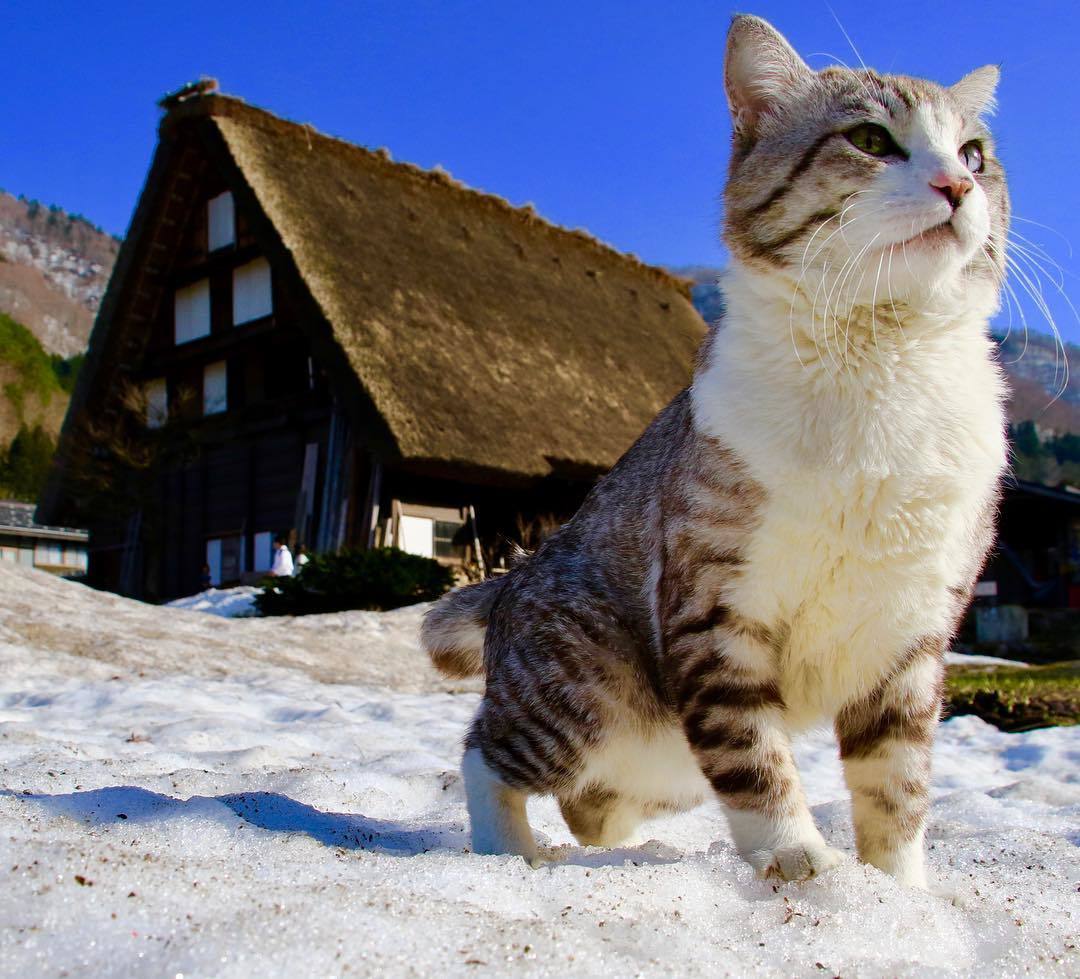 Nyankichi is a photogenic cat from Japan - cat, Animals, Pet, Longpost, Pets