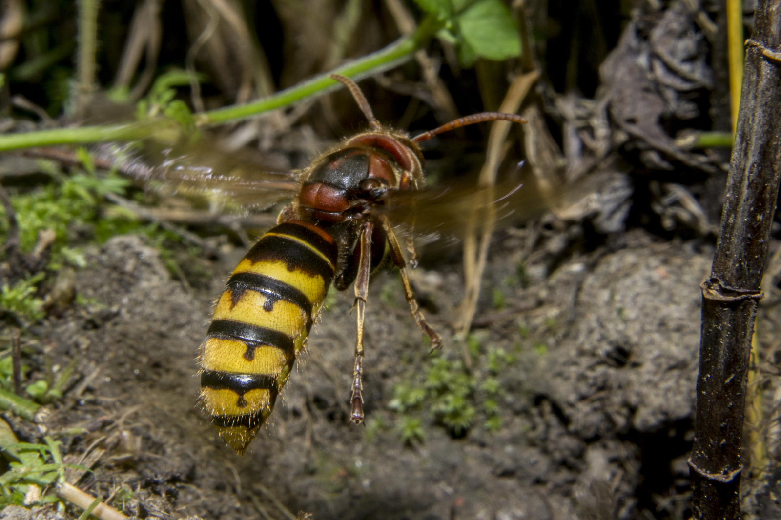 Photos of insects. - My, The photo, Insects