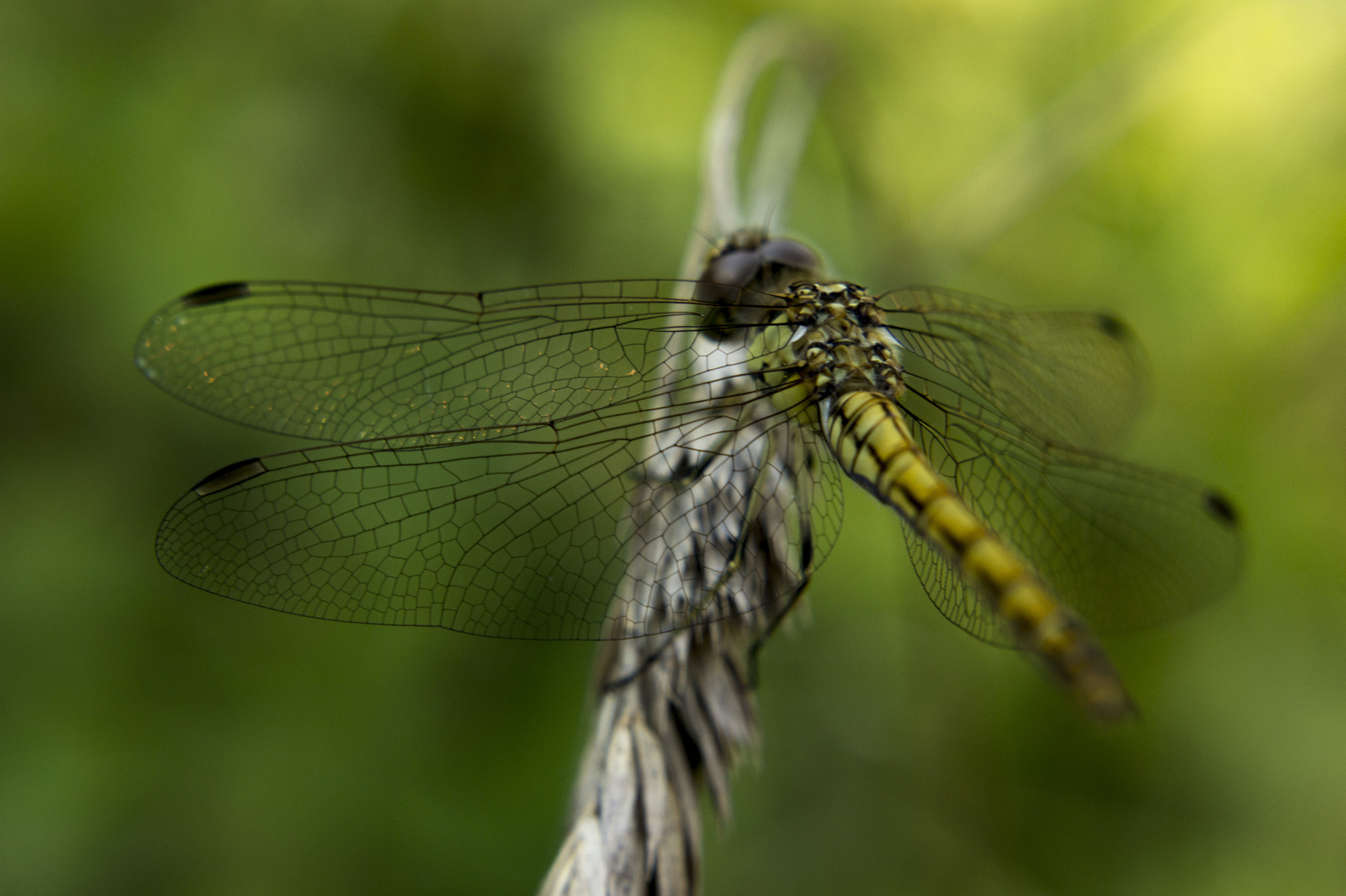 Photos of insects. - My, The photo, Insects