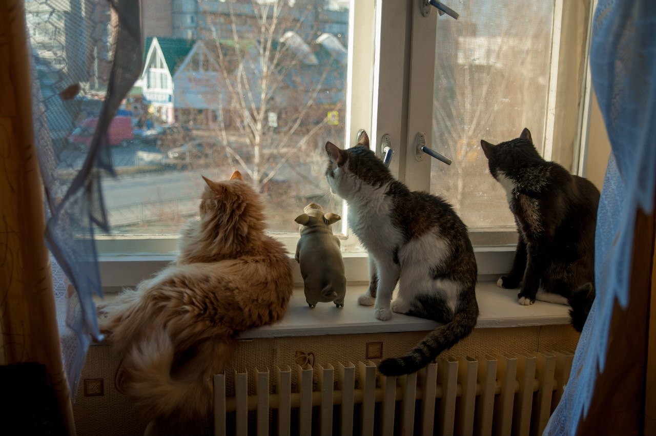 My cat herd and spring - My, cat, Spring, Window, Pig