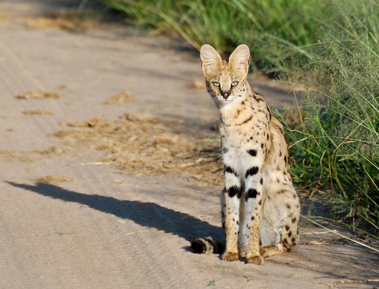 Serval - Serval, Predator, Cat family, Animals, Longpost