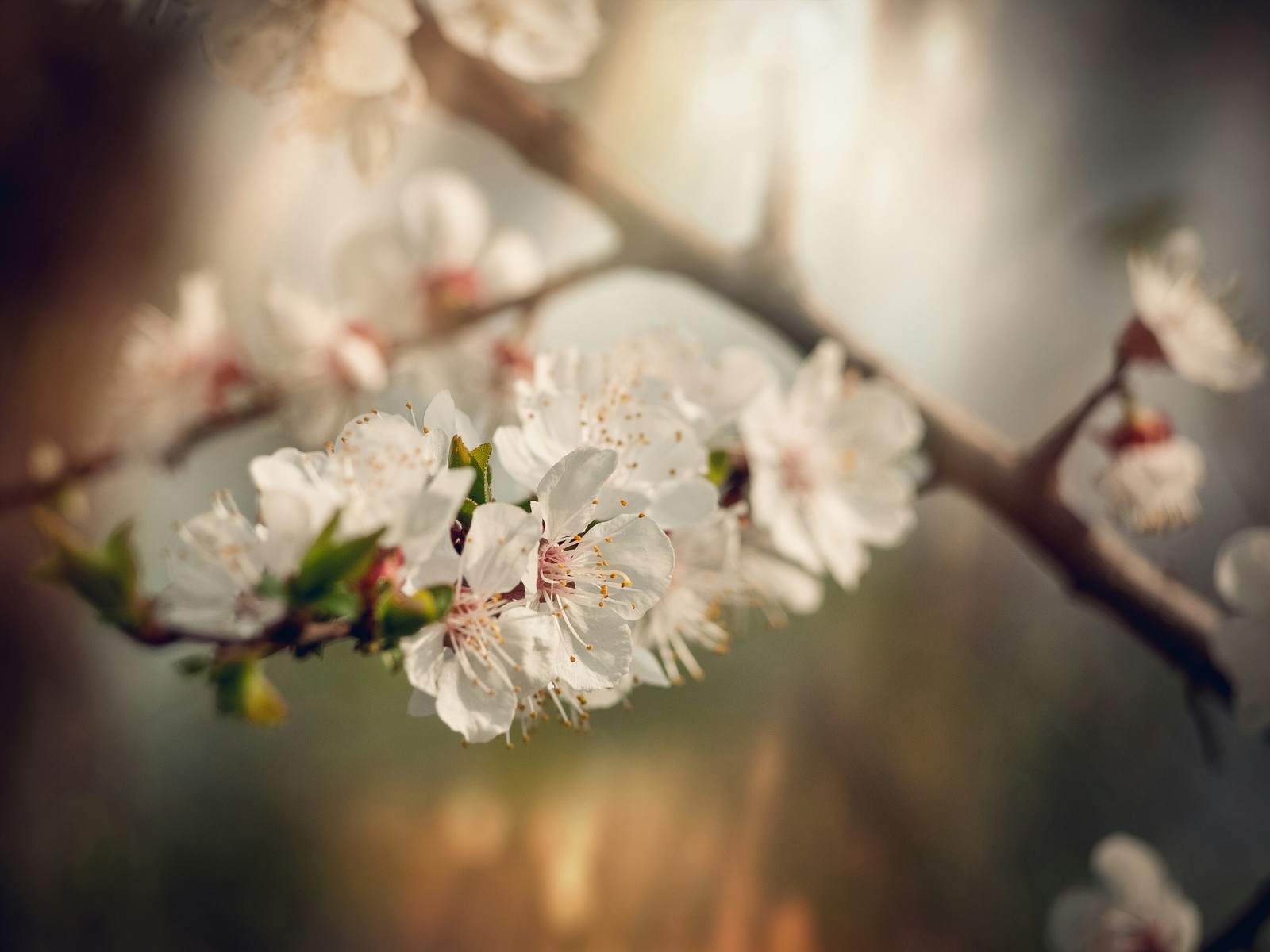 Spring - My, The photo, Flowers, Photographer, Spring, My, Cherry