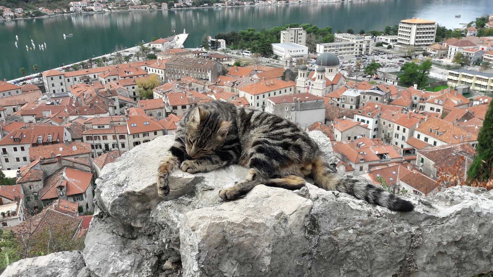 Cat town. Которская крепость, Черногория. Черногорские кошки. Kotor Montenegro кошки. Котор город кошек. Котор — город-крепость с котами