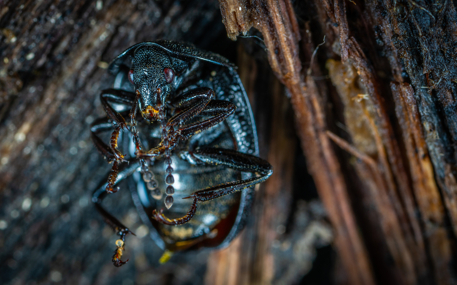 dead beetle - My, , , Жуки, Macro, Macrohunt, , Longpost, Macro photography