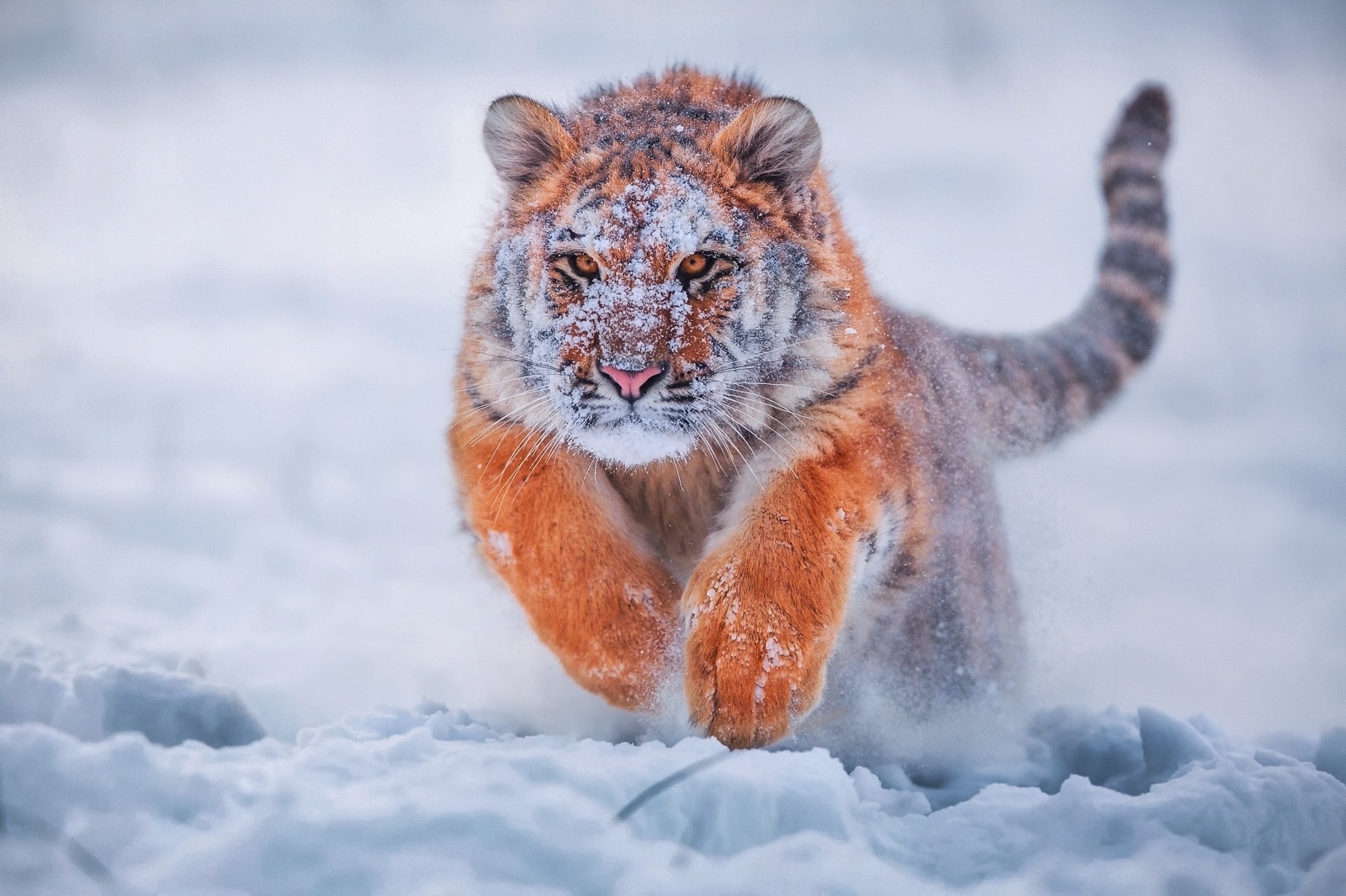 What a handsome man, huh? - Tiger, The photo, Winter, Snow, Snowdrift, Art