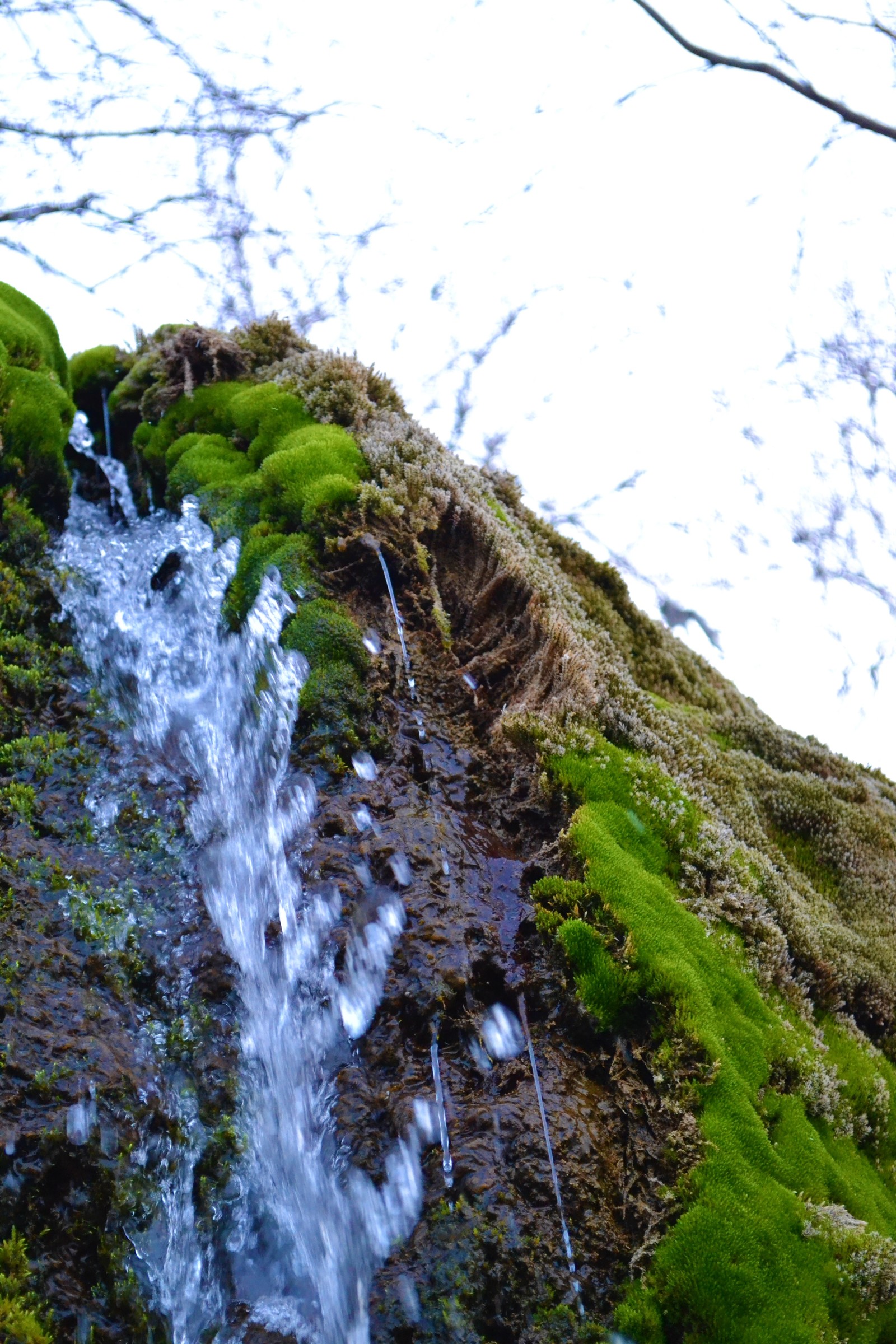 Spring is coming?? - My, Spring, Grass, Stream, Moss, Water, Longpost, Nature