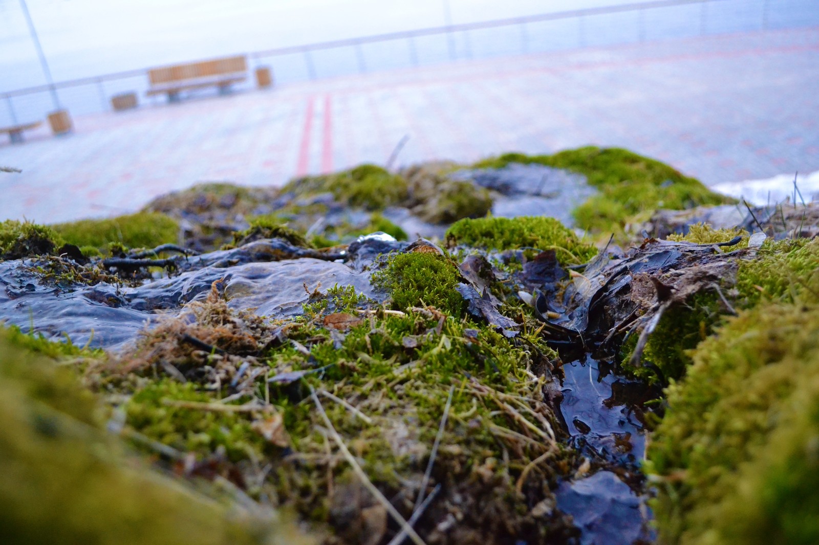 Spring is coming?? - My, Spring, Grass, Stream, Moss, Water, Longpost, Nature