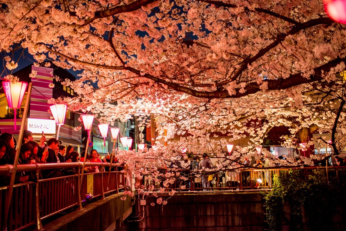 Meguro - a river dotted with sakura - Japan, Tokyo, Sakura, Flowers, The photo, Unusual, Beautiful, Longpost