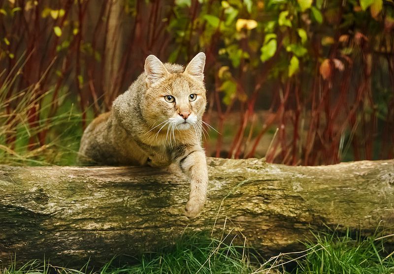 Reed cat or marsh lynx. - Jungle cat, cat, Cat family, Predator, Animals, , , Text, Longpost, Predatory animals