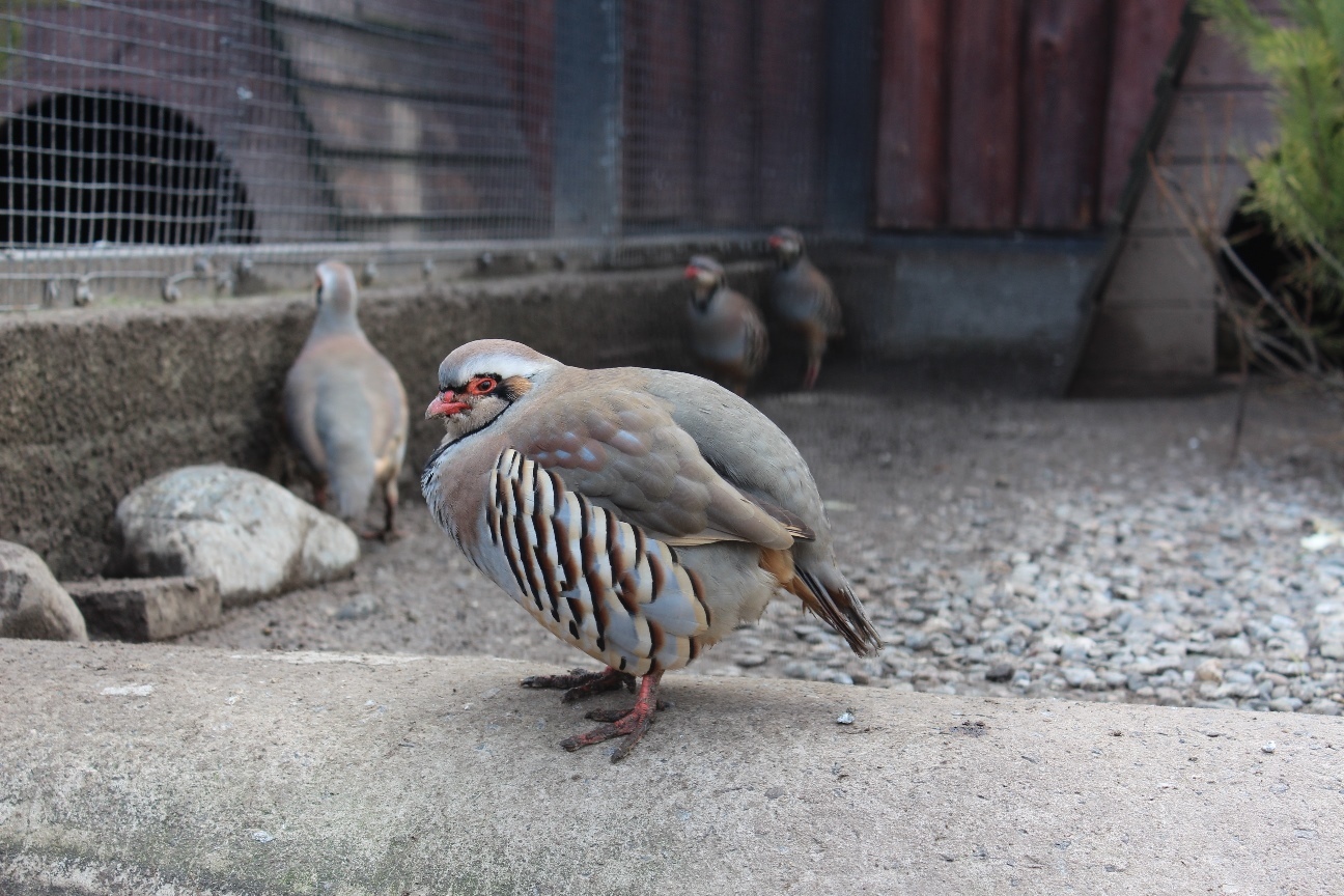 Lentach became the guardian of kekliks in the Moscow Zoo - My, Лентач, Moscow Zoo, Kekliks, Milota, Longpost