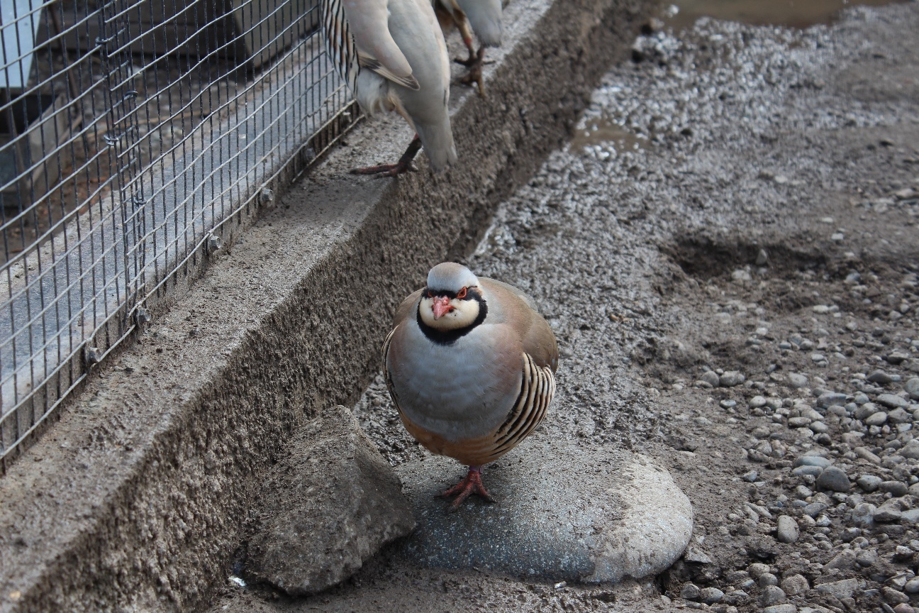 Lentach became the guardian of kekliks in the Moscow Zoo - My, Лентач, Moscow Zoo, Kekliks, Milota, Longpost