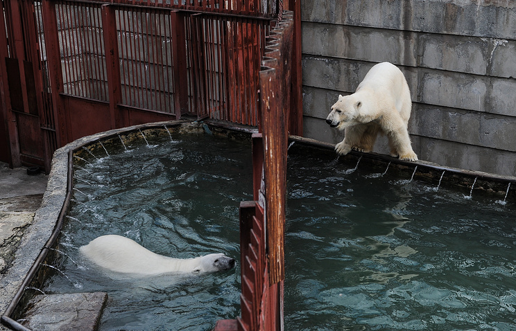 Animals of the Yekaterinburg Zoo will play football with visitors on the Night of Museums - Zoo, Football, Night of Museums