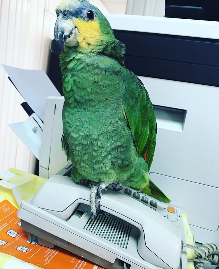 Hello, call me, I'm on the phone. - , A parrot, Connection