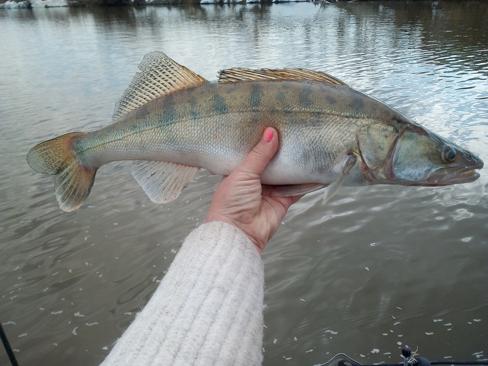 When there is still snow on the shores .... - My, Fishing, Ob, Powerboat, Pike, Zander, Spinning, Longpost, Fish perch