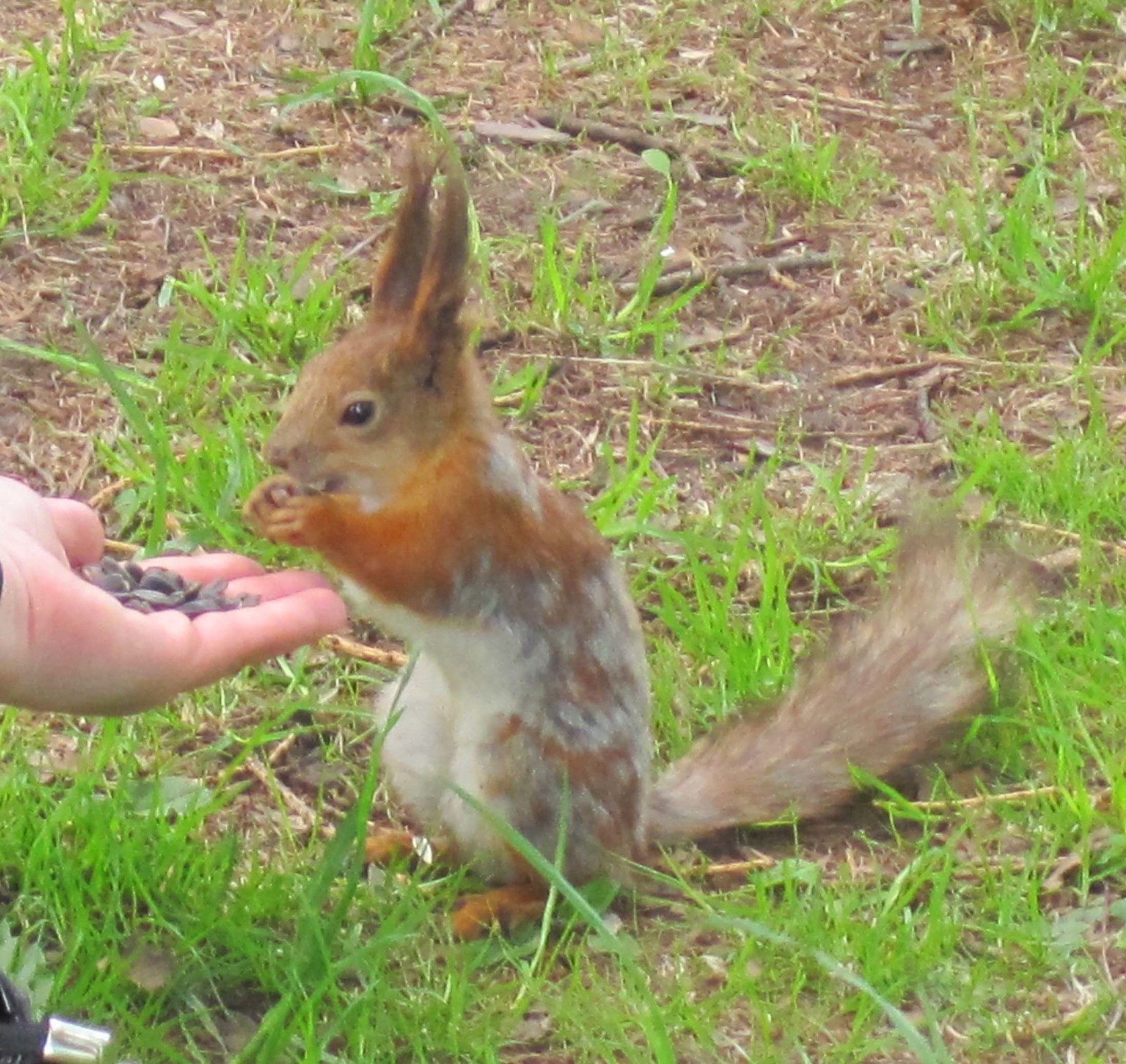 Watch out squirrels! - My, Elagin Island, Squirrel, Carefully, Longpost