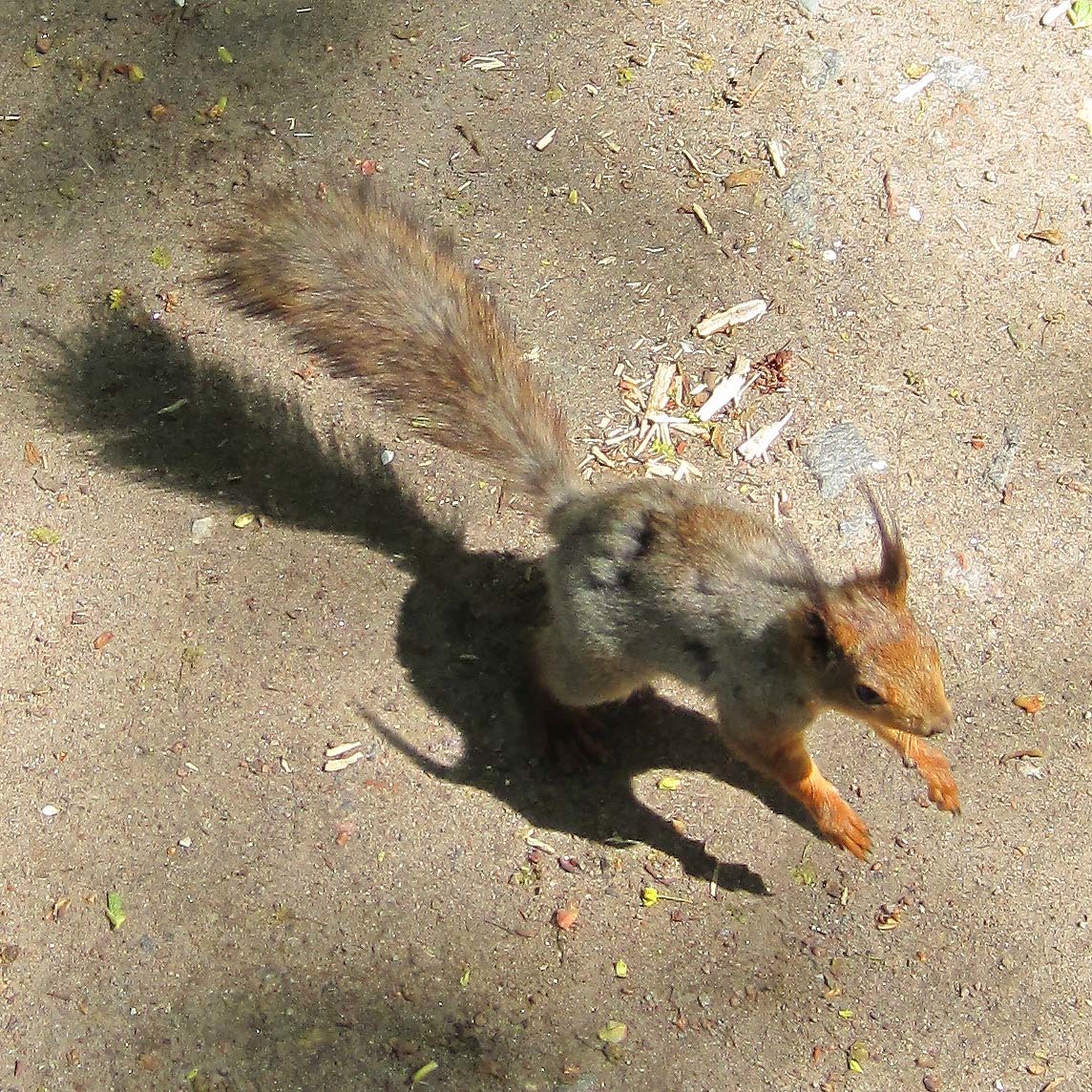 Watch out squirrels! - My, Elagin Island, Squirrel, Carefully, Longpost