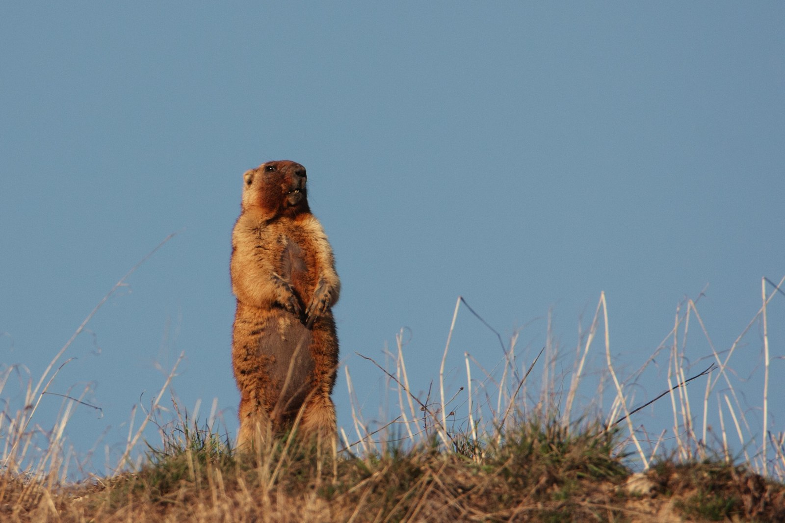 Field meeting - My, My, Nature, Animals, Longpost