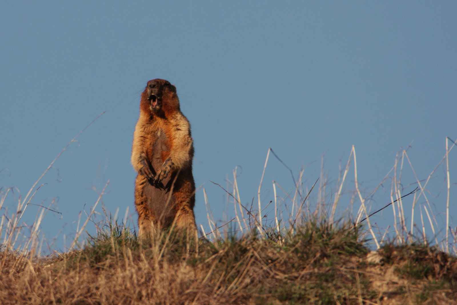 Field meeting - My, My, Nature, Animals, Longpost