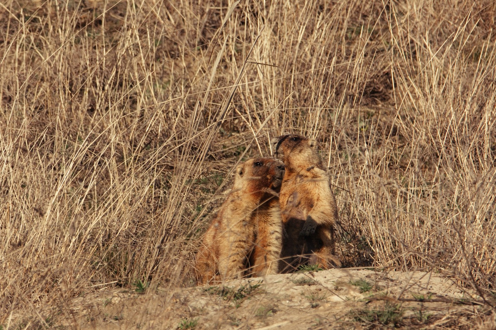 Field meeting - My, My, Nature, Animals, Longpost