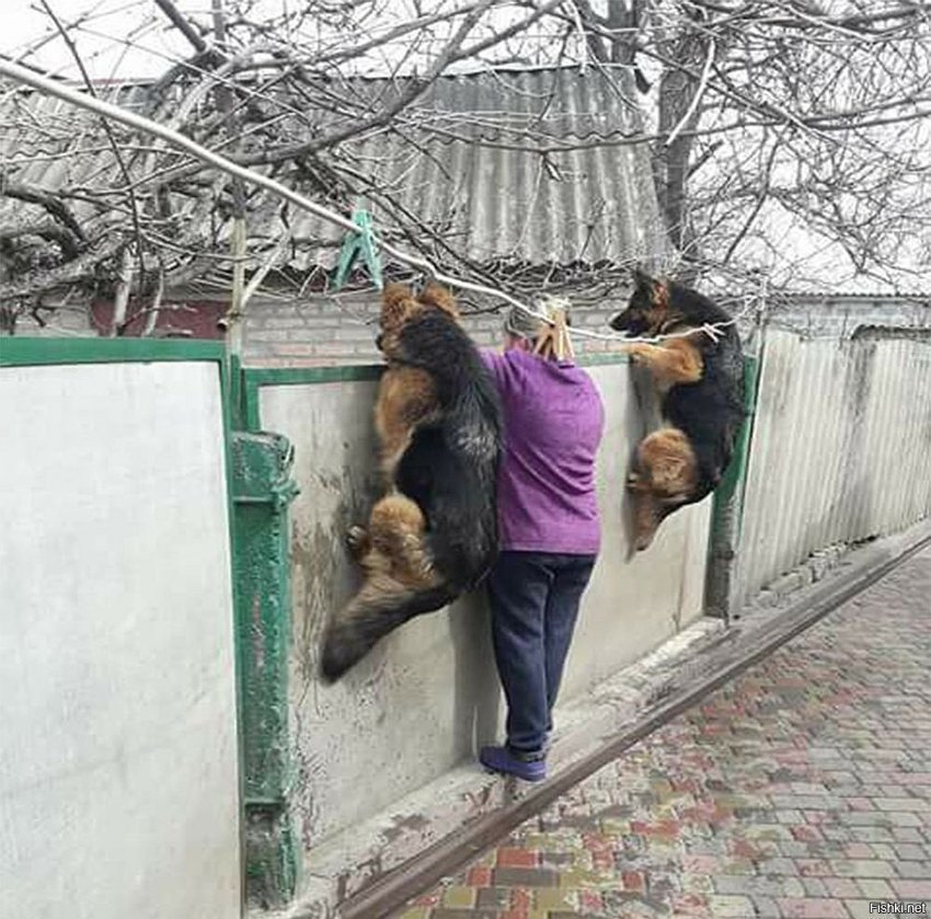 Well, very interesting - The photo, Dog, Fence, Female, Women