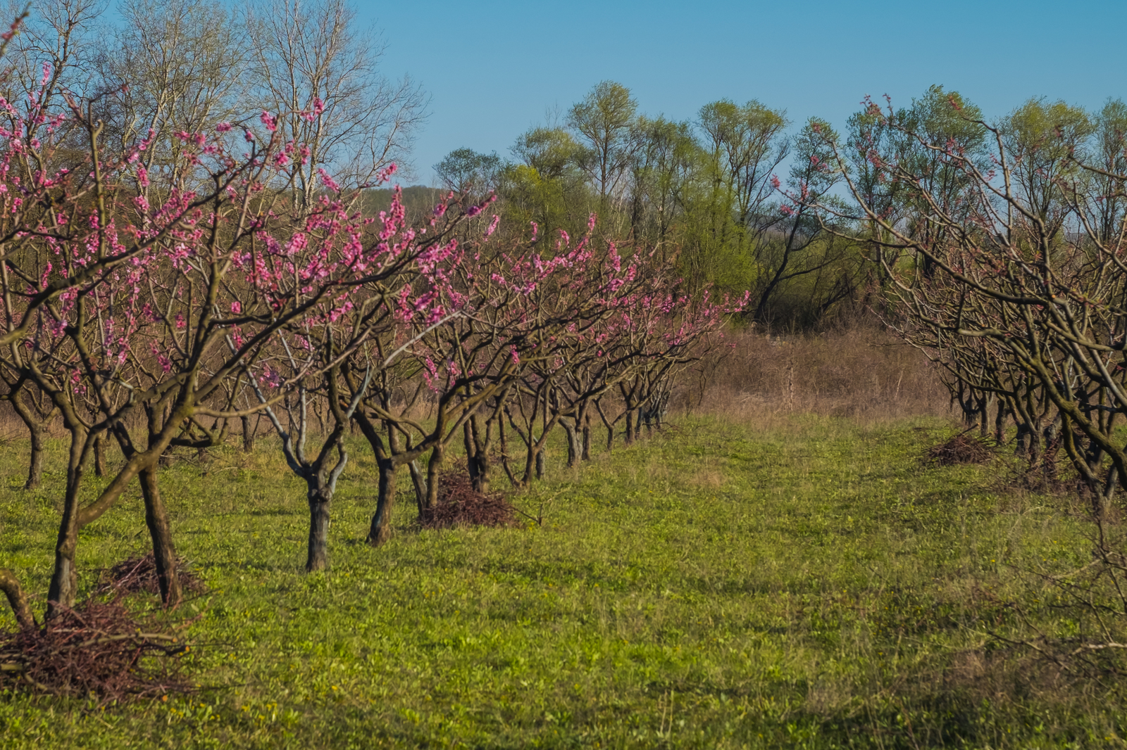 Shaw, pikabushniks living in Russia, how are you doing? Spring came? - My, Краснодарский Край, Spring, Heat, Flowers, Mockery, Kuban, Black Sea, South, Longpost