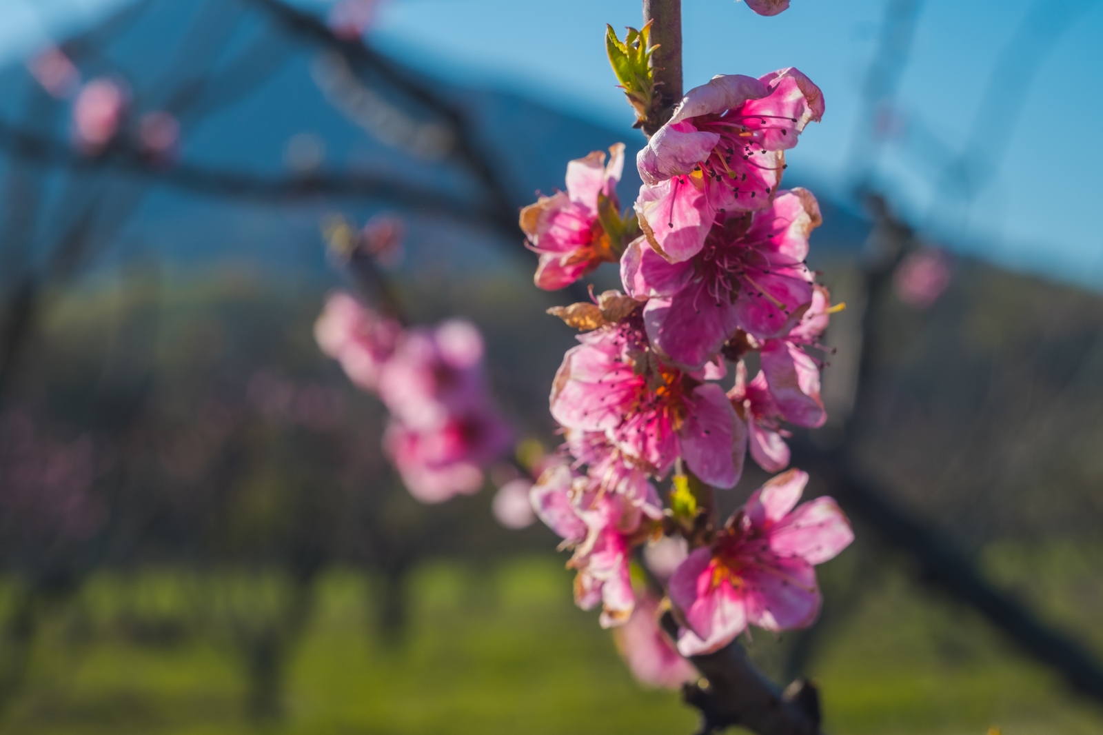 Shaw, pikabushniks living in Russia, how are you doing? Spring came? - My, Краснодарский Край, Spring, Heat, Flowers, Mockery, Kuban, Black Sea, South, Longpost