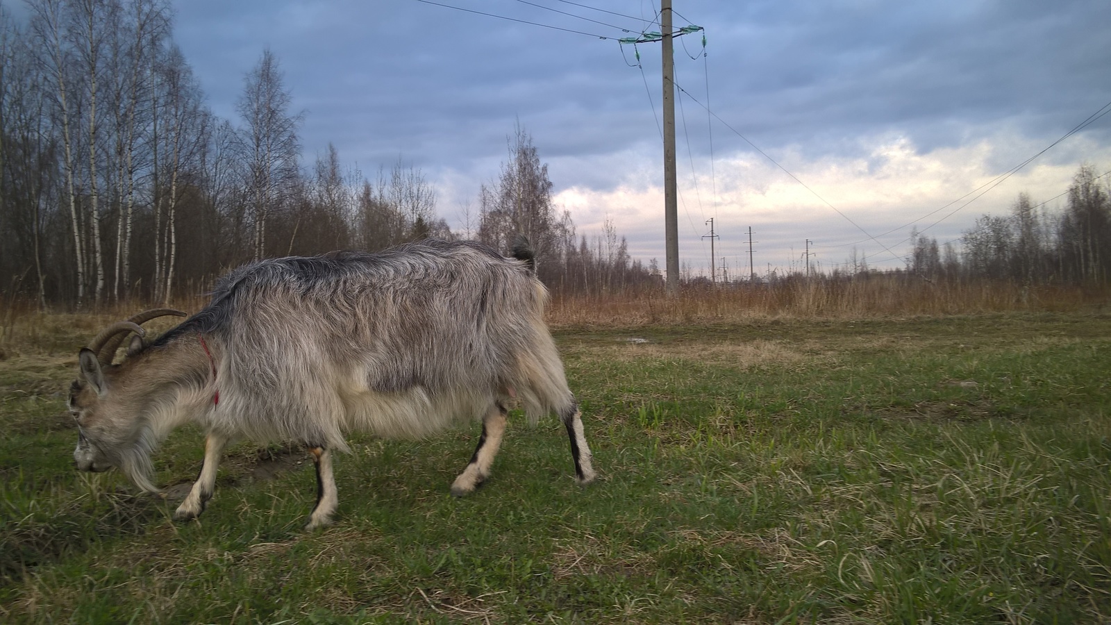 Cattle in Peterhof - My, Animals, Livestock, Goat, Goat, Longpost