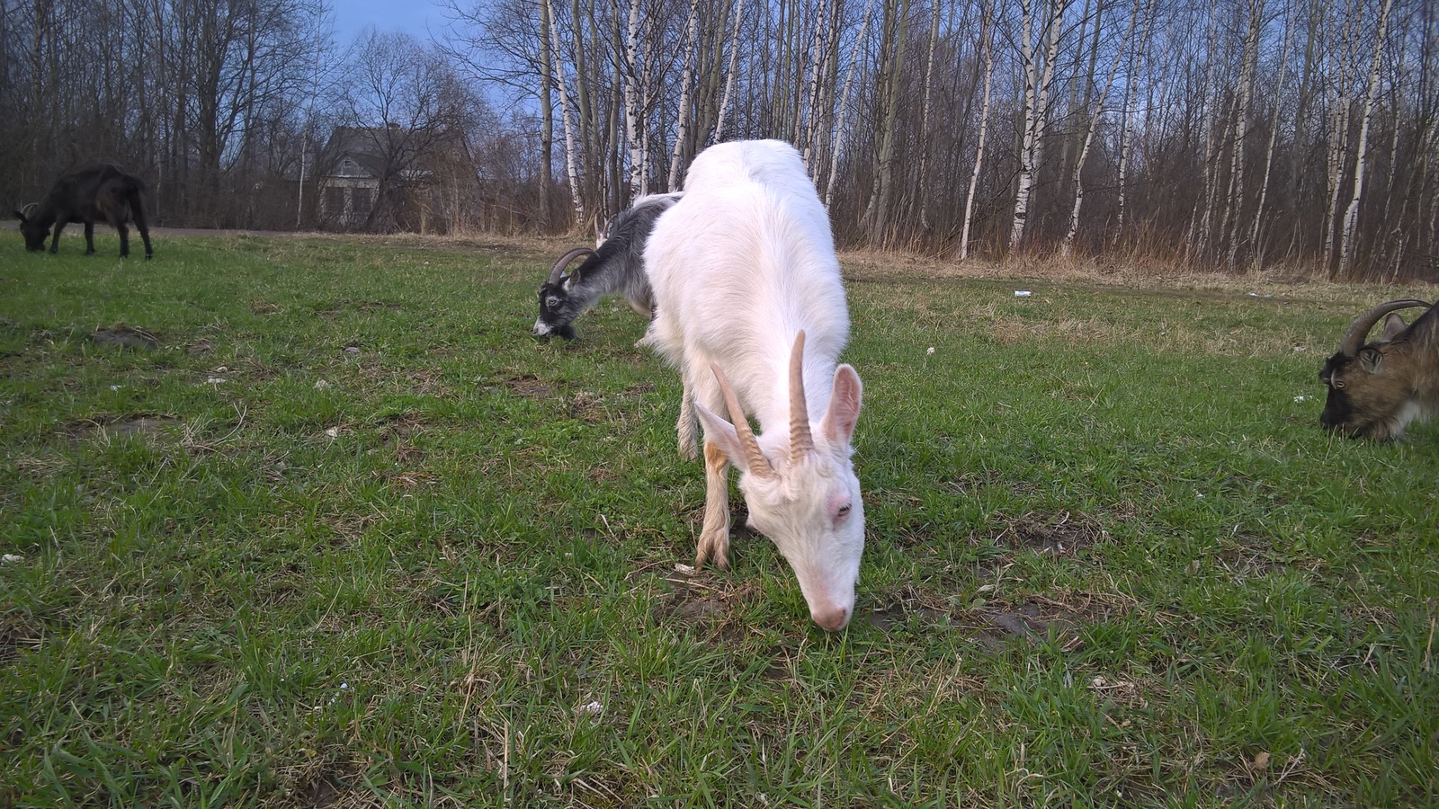 Cattle in Peterhof - My, Animals, Livestock, Goat, Goat, Longpost