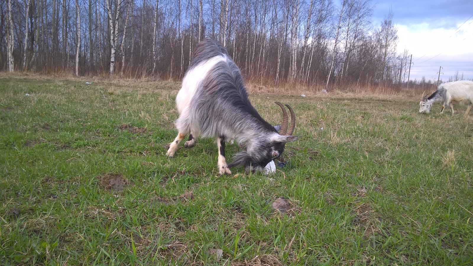 Cattle in Peterhof - My, Animals, Livestock, Goat, Goat, Longpost