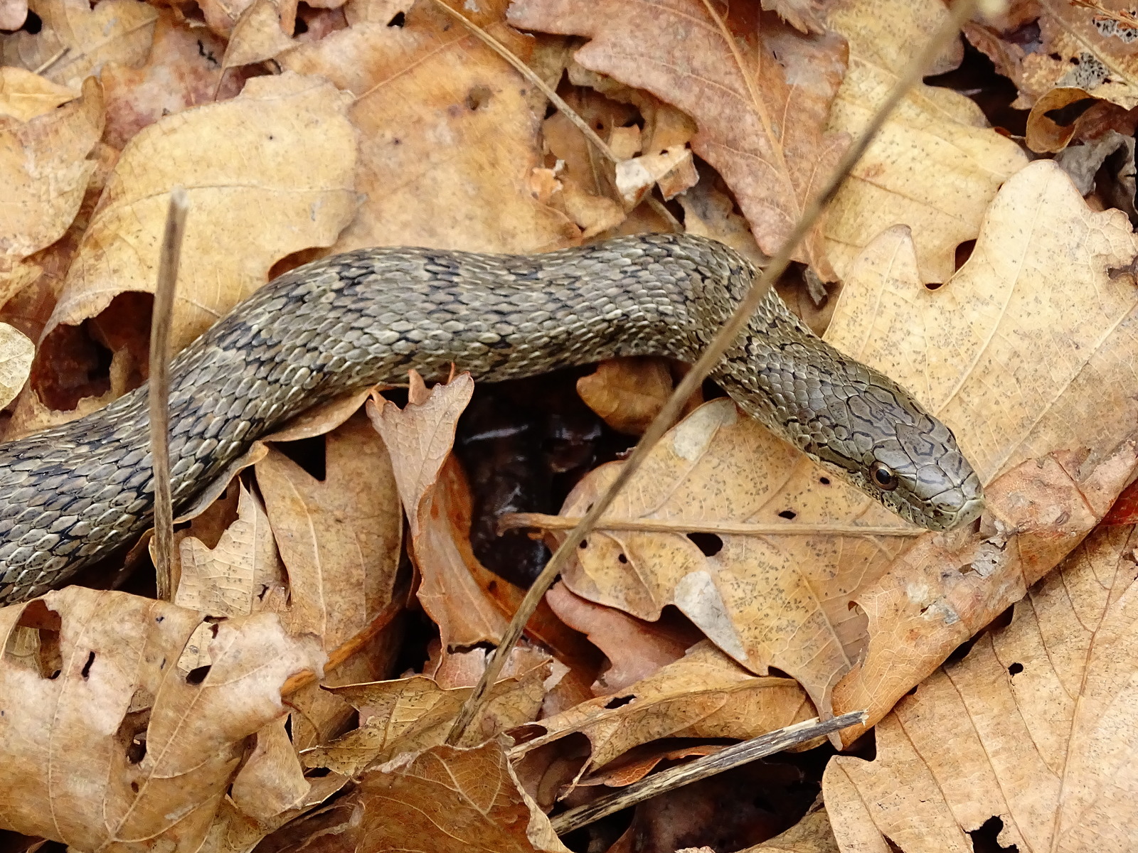 Meeting with the Patterned snake, on Senka's hat (20.04.18) - My, Snake, Patterned Runner, Primorsky Krai, Oktyabrsky District, Senkina hat, Longpost