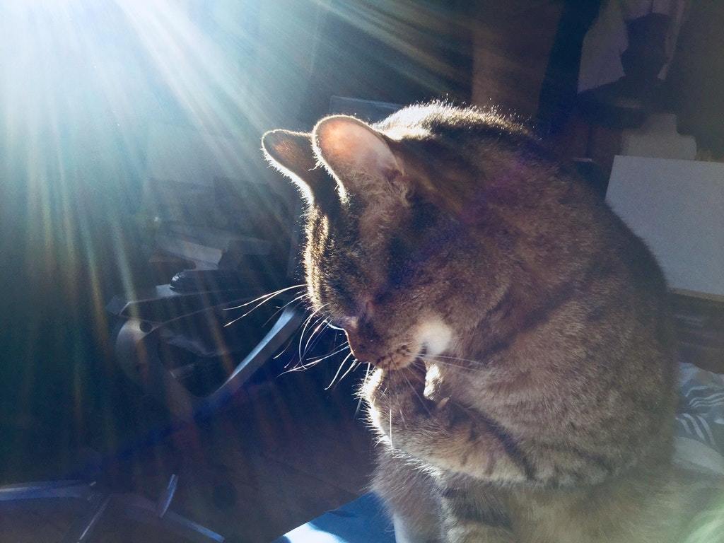 The Chosen One! - The photo, cat, Light, The Chosen One