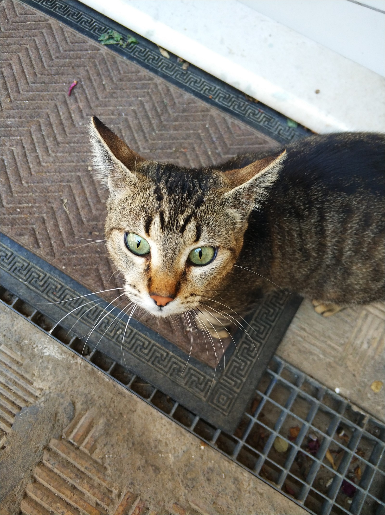 Mint? Mint! - My, cat, Covered, The photo, Longpost