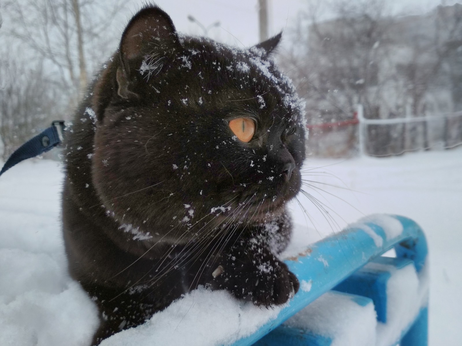 Snow Leopard - My, cat, Snow, Weekend, Longpost