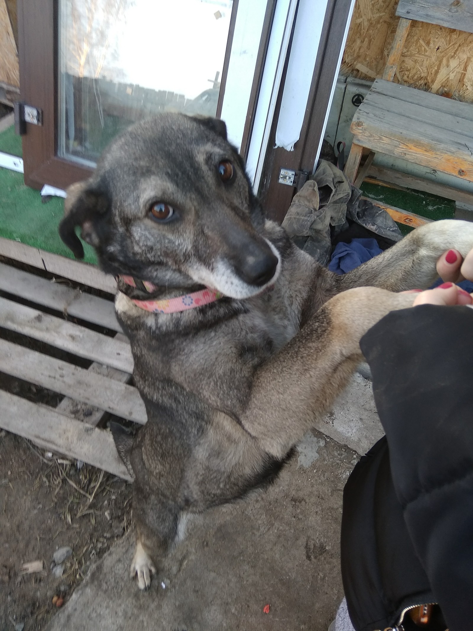 Found a dog - Dog, Omsk, Lost, Found, Good league, In good hands, Longpost, No rating