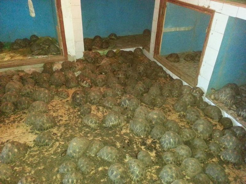 A two-story house with a strange smell was crammed full of 10,000 rare turtles - Turtle, The photo, Breeding, Longpost