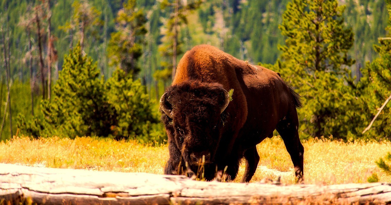 Yosemite: one of the most beautiful places in the USA - Yosemite National Park - beauty, Beautiful view, Sight, Waterfall, The park, On a note, Animals, The mountains, Video, Longpost