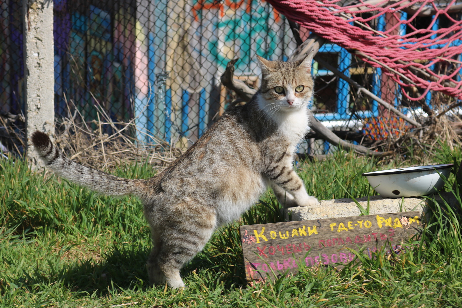 Кошачий рай. - Моё, Балаклава, Кот, Кошкин дом, Чудо-Домики, Длиннопост, Фотография, Дом