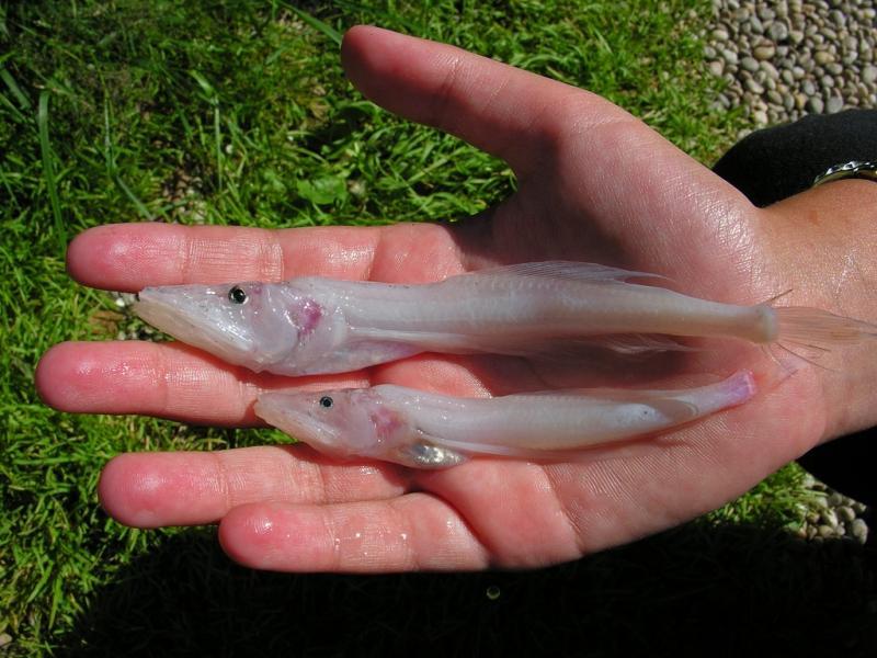 Endemic to Baikal golomyanka. - Baikal, A fish, Endemic, The photo, Longpost