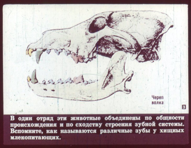 Отряд хищные. Диафильм по зоологии для 7 класса - Биология, Зоология, Животные, Лиса, Волк, Длиннопост