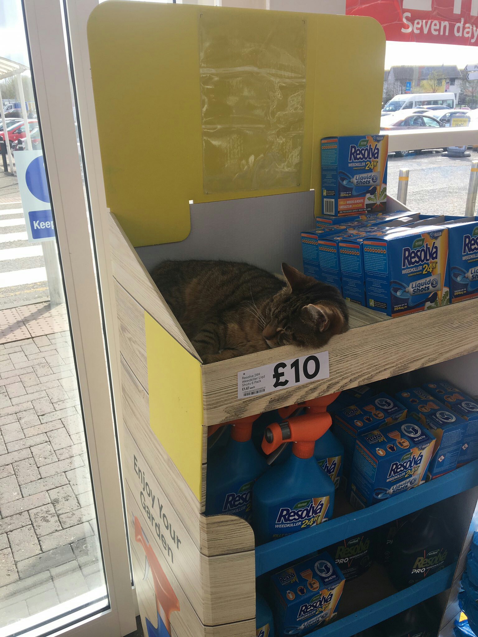 cat for 10 pounds - cat, Counter